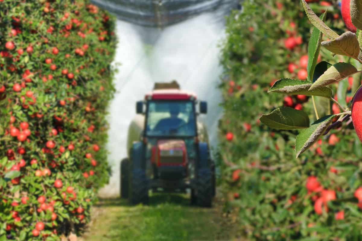 Spraying apple orchard to protect against disease and insects