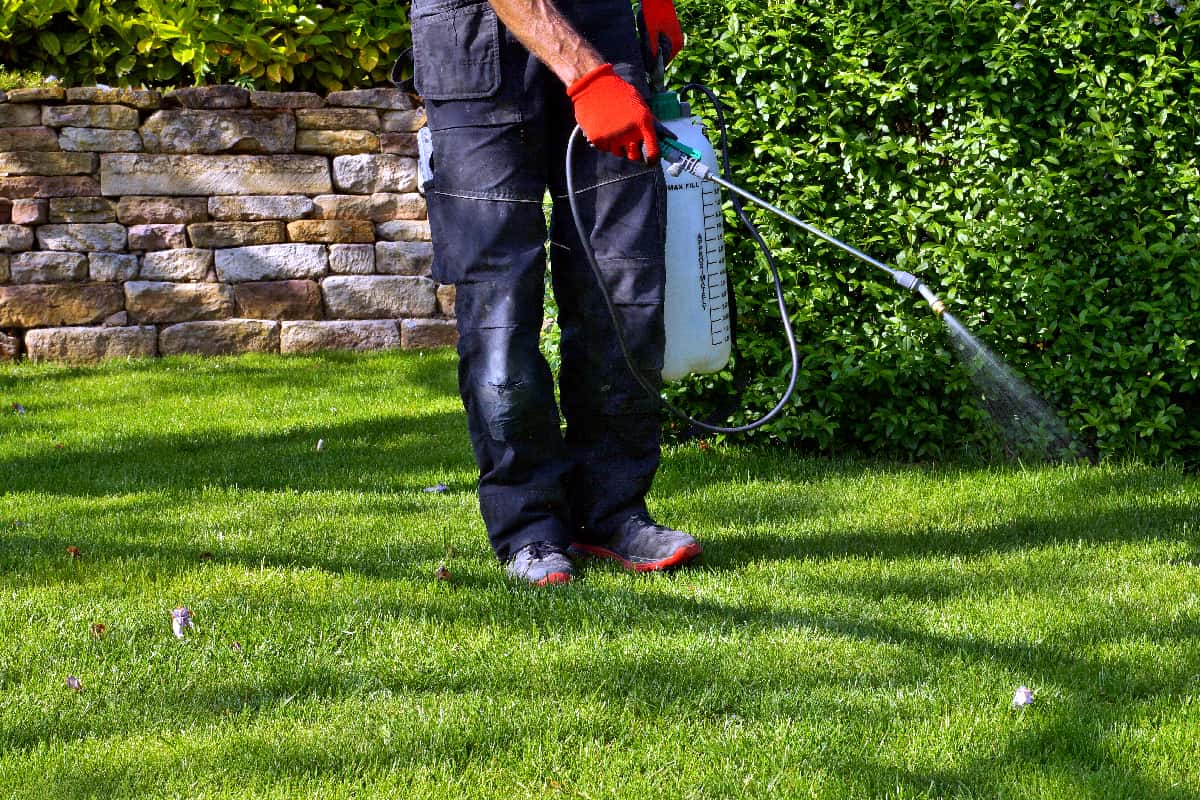 Spraying pesticide with portable sprayer to eradicate garden weeds in the lawn