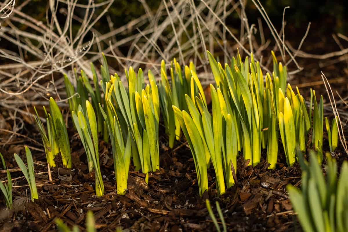Spring Daffodil bulbs push through the wood mulch of the garden in Germantown