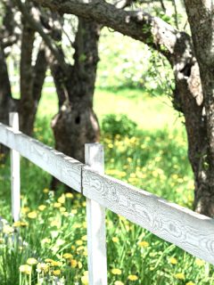 A spring apple orchard with white wooden fence, How Far From A Fence Should You Plant A Fruit Tree?