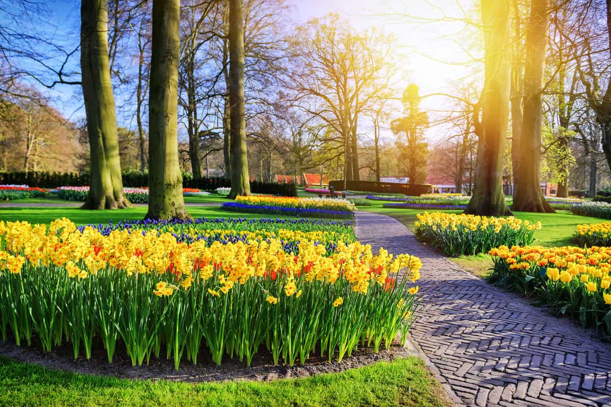 Spring landscape with yellow daffodils — Photo