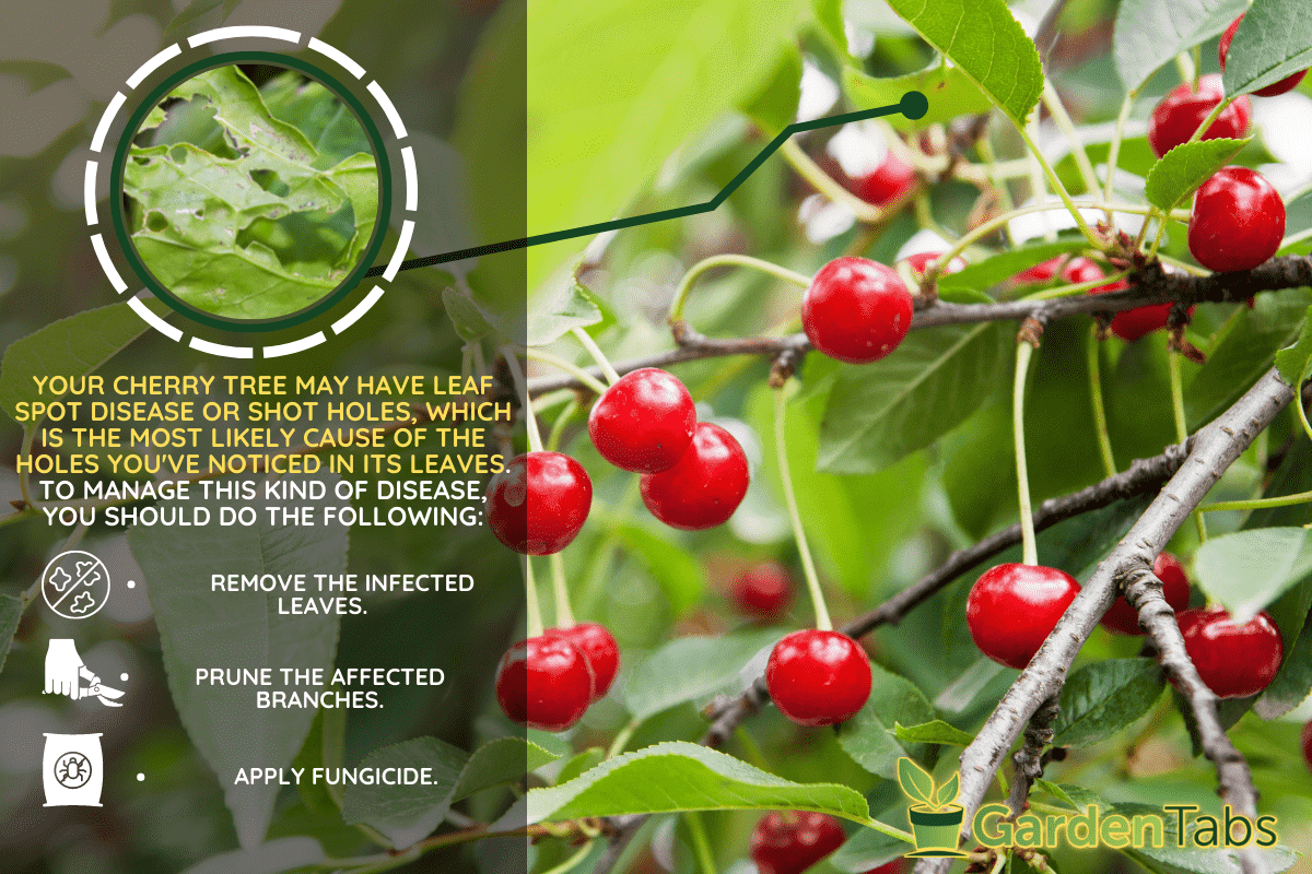 Summer: cherry berries ripen on a tree branch in the garden. - Cherry Tree Leaves Have Holes - Why And What To Do?