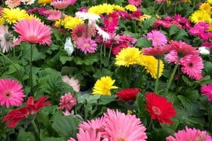 Summer field of variation of colored Daisies, When To Cut Back African Daisies [And How To Do That]