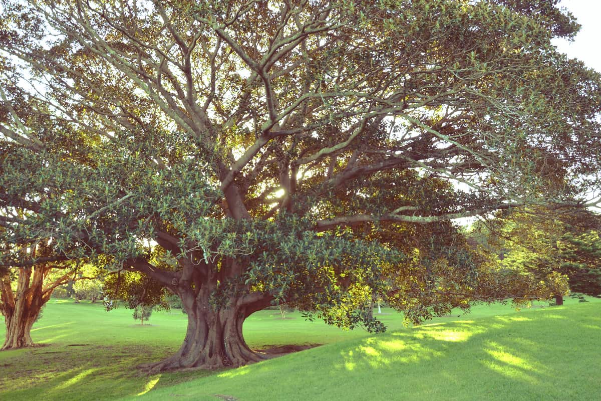 Sunlight shining through the canopy of a majestic Moreton Bay fig tree