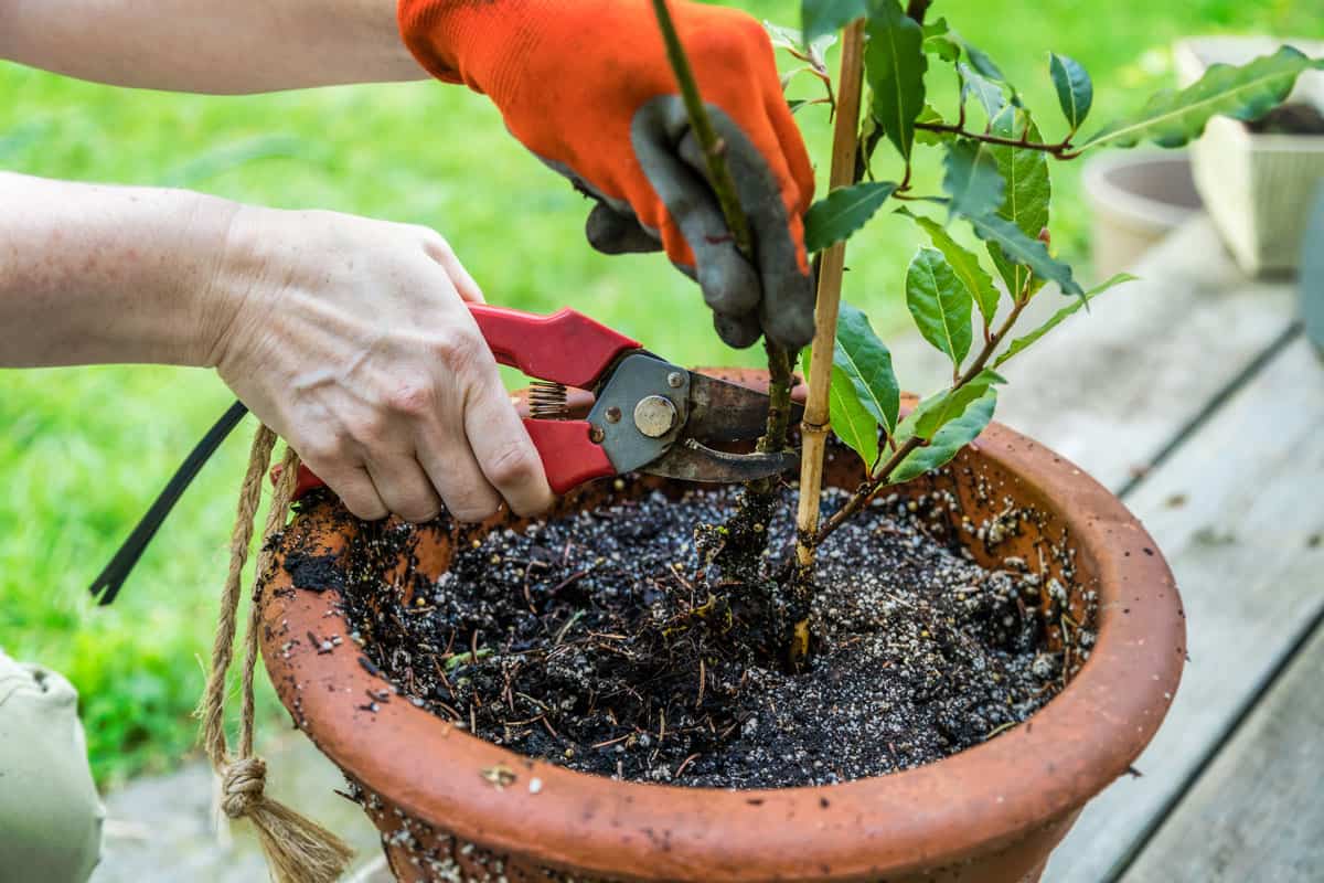 Terracotta potted plant being trimmed back with pruning shears