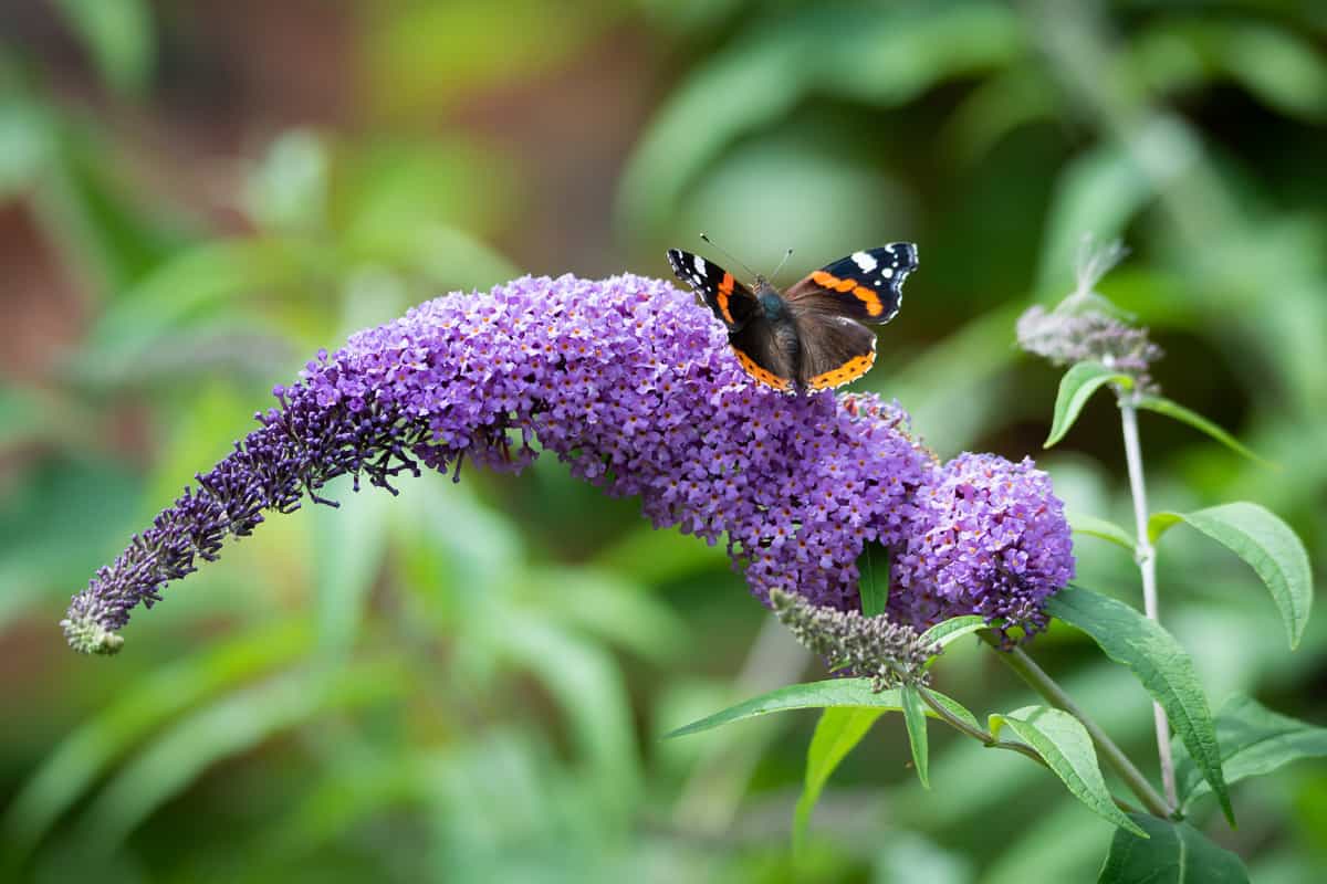 The beautifully marked butterfly on the alluring flower of the Buddleia plant.