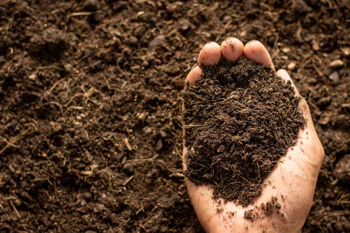 The soil is rich in minerals, suitable for cultivation in the hands of men, farmers.