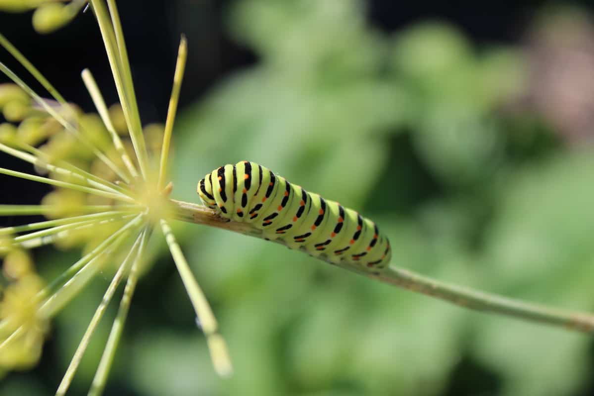 This is a caterpillar on flower stem