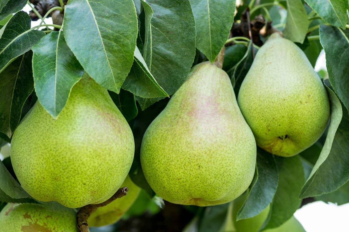 Three Bartlett pears on the tree in the orchard