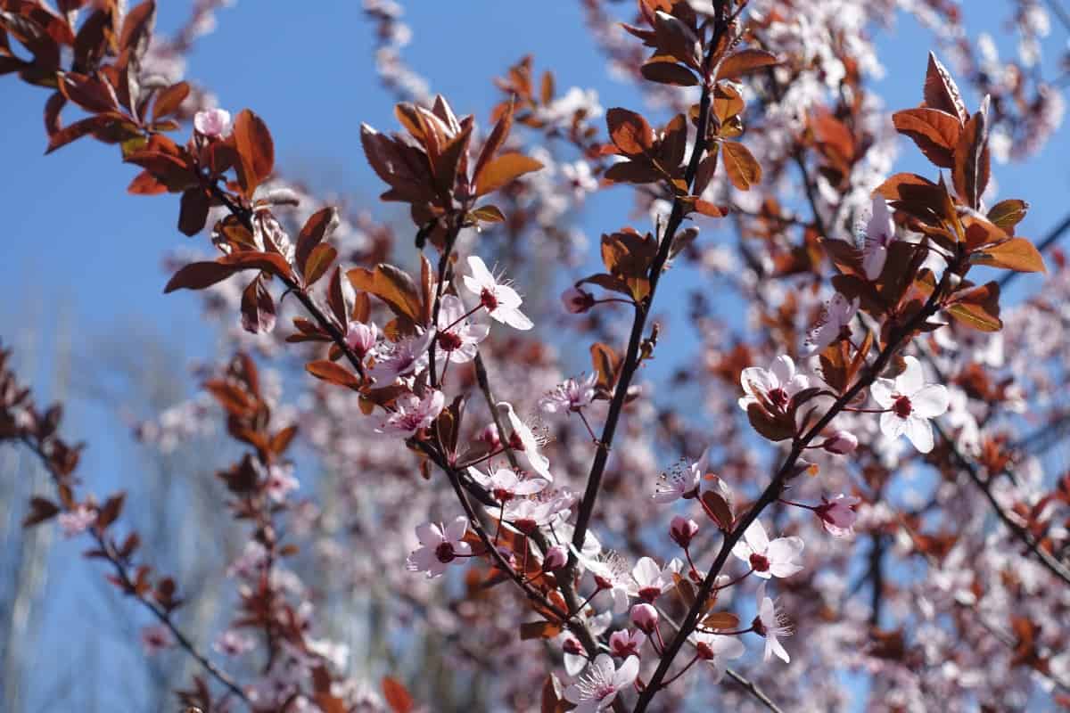 Thundercloud Cherry (Prunus cerasifera ‘Atropurpurea’) - Flowering branches of purple leaved prunus pissardii in April