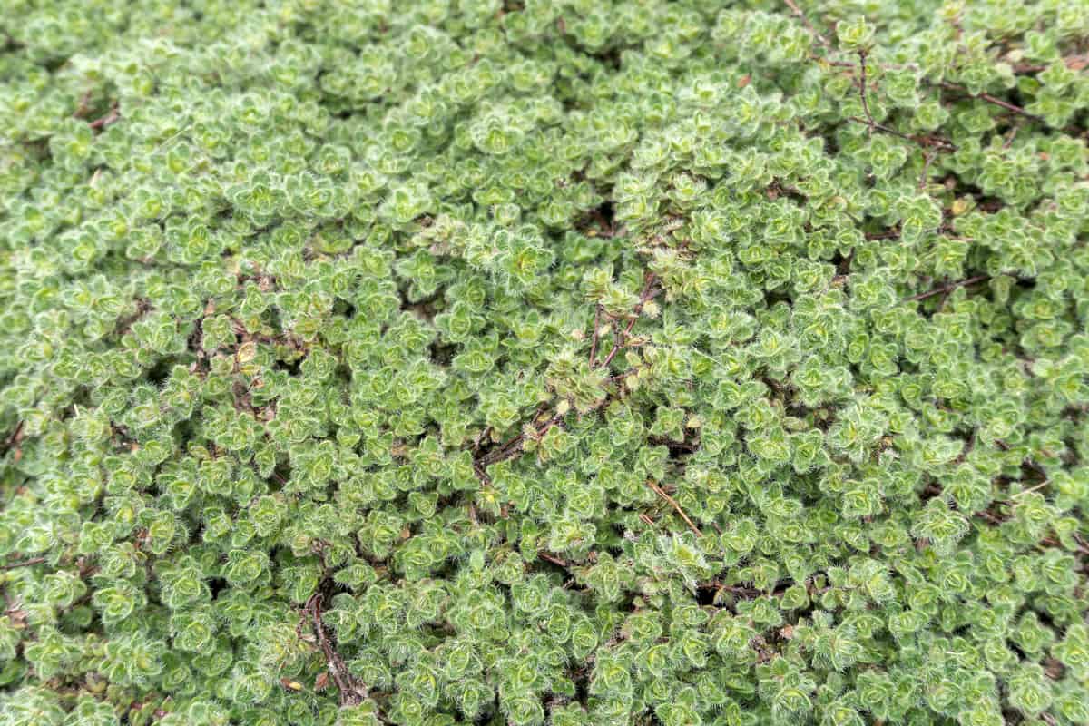 Thymus lanuginosus Woolly Thyme garden groundcover plant