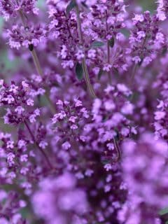 Thymus serpyllum purple flowers closeup, Does Creeping Thyme Grow In Shade?