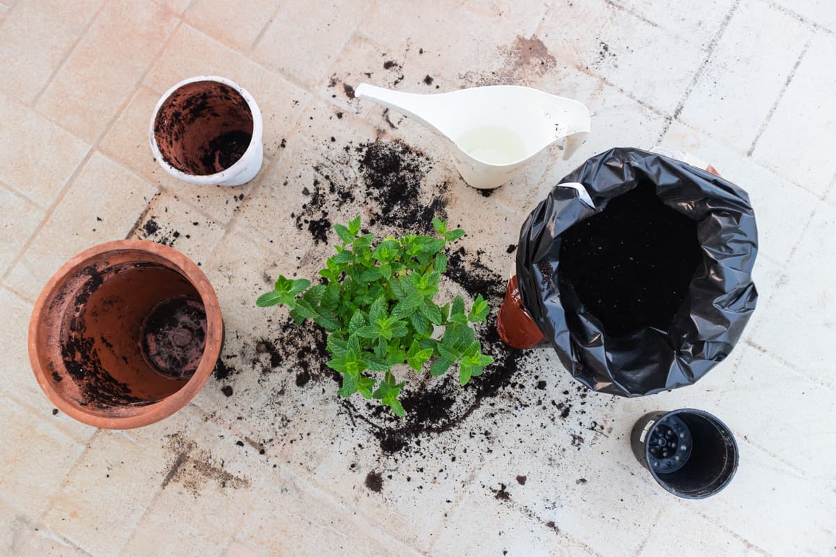 Tools for repotting a mint plant.