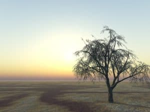 A tree on horizon, Will Fruit Trees Grow In Sandy Soil?