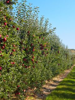 Trees with red apples ready to picked in orchard. - Fruit Trees As Privacy Fence - How To?