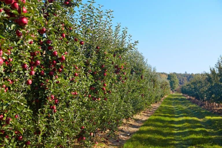 Trees with red apples ready to picked in orchard. - Fruit Trees As Privacy Fence - How To?
