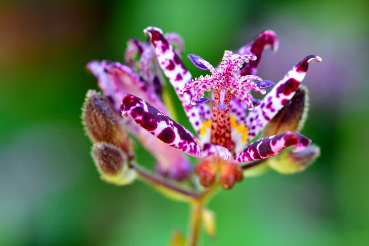 Tricyrtis hirta / Japanese Toad Lily 