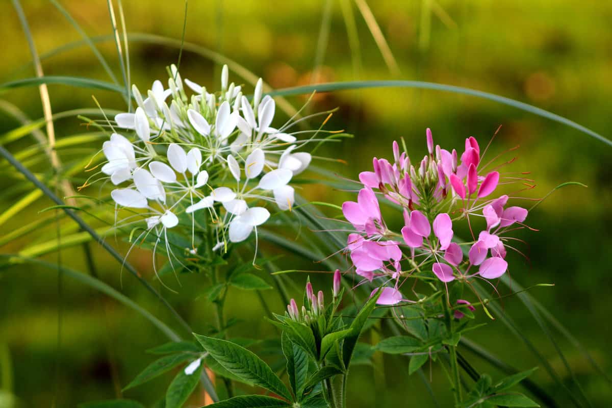 Two Spider flower or Cleome hassleriana flowering plants with white and pink flowers on dark green leaves background