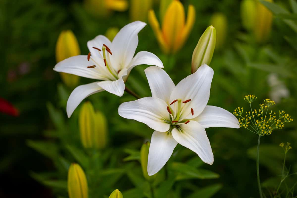 Two beautiful white lilies photographed under the summer