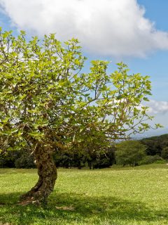 Two fig trees in a vast land field, Can You Grow A Fig Tree From A Fig? [Even A Dried Fig?]