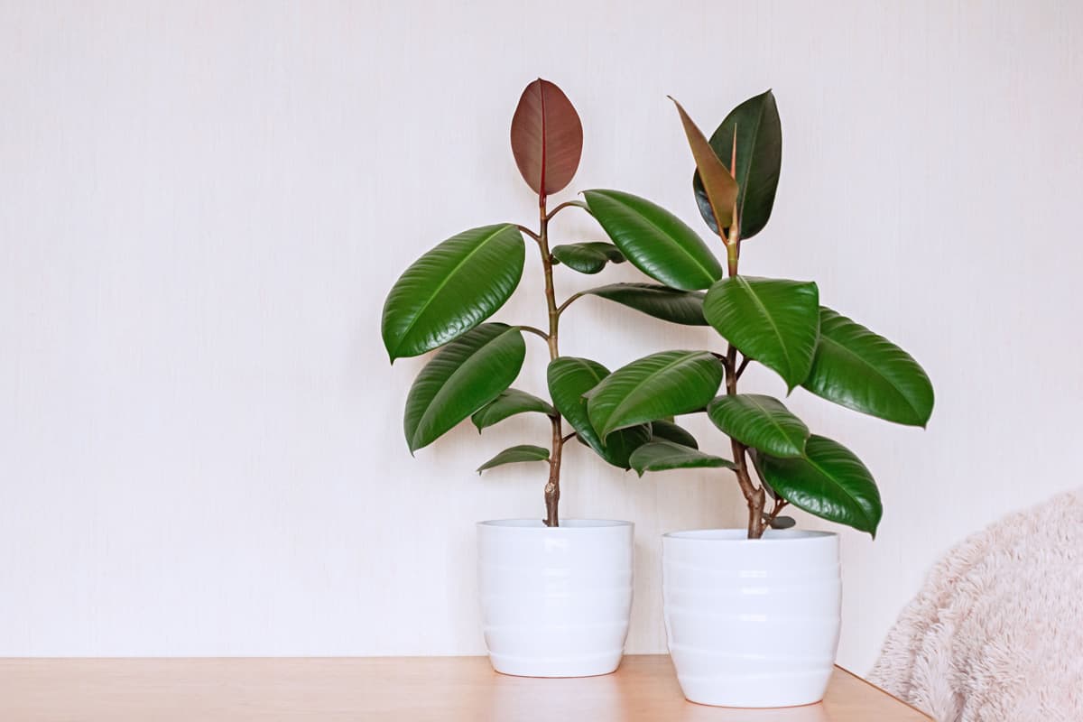 Two houseplants in white ceramic flower pots. Ficus elastic on a light background