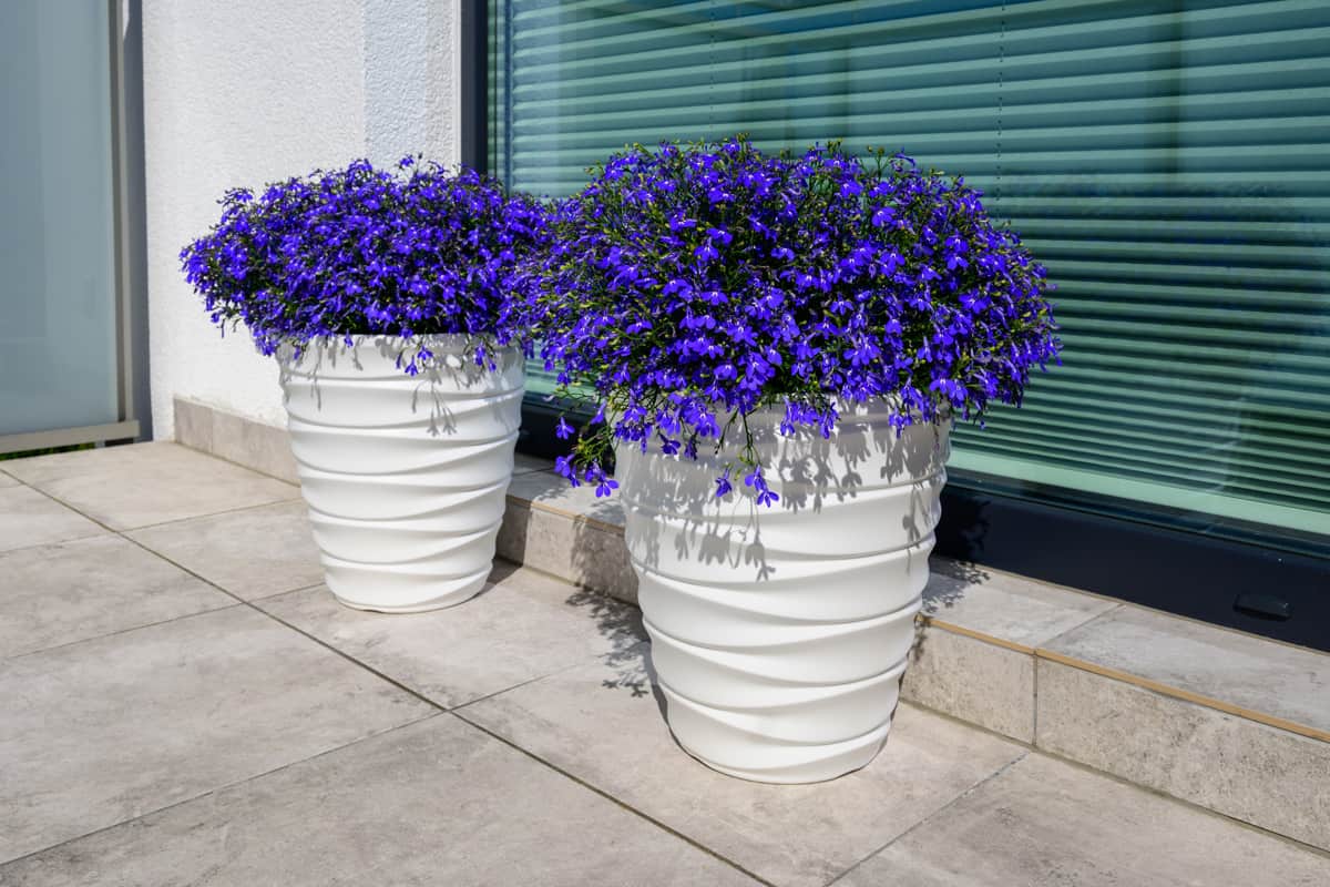 Two white pot of trailing lobelia placed outside the house