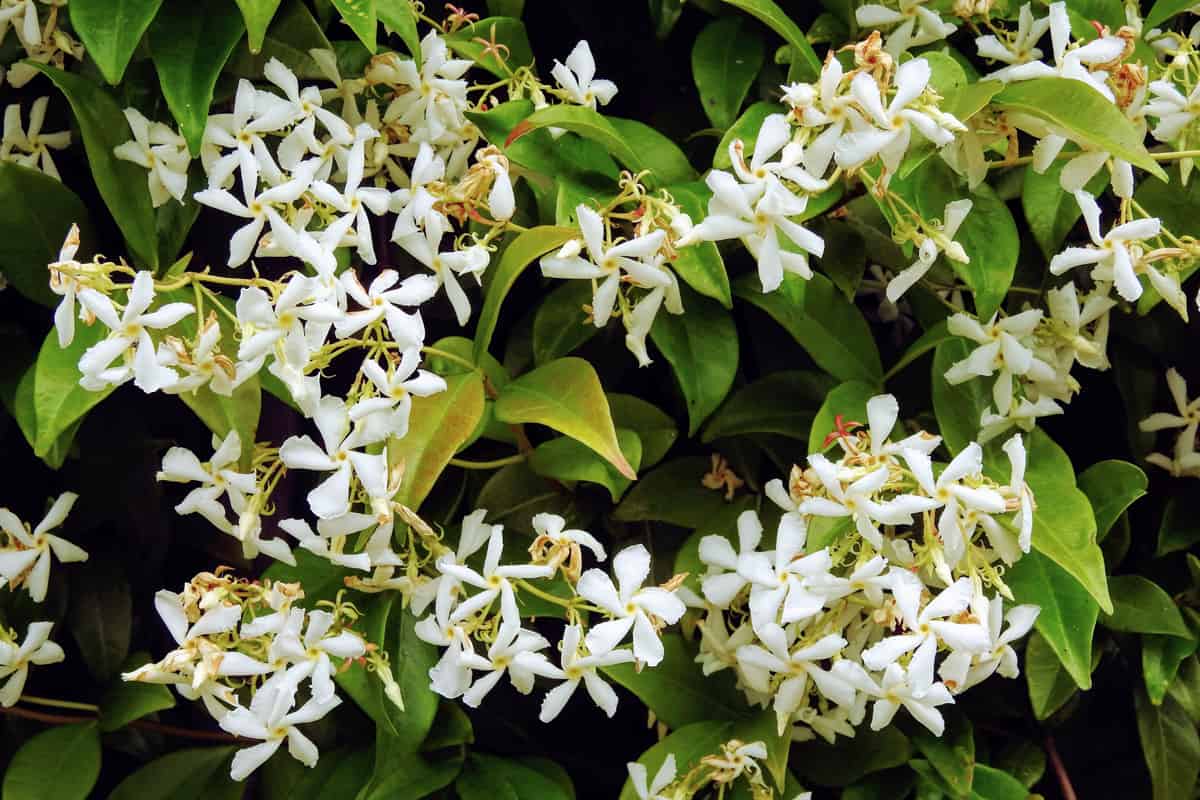 Up close photo of blooming jasmine flower at the engine