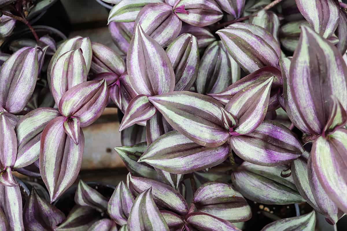 Varigated leaves on a wandering jew