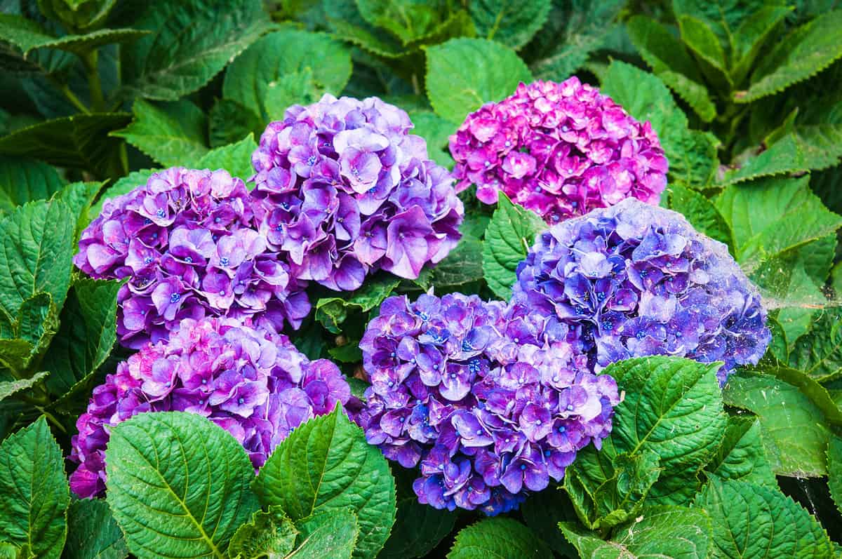Various shades of hydrangea flowers from purple and blue to pink and magenta