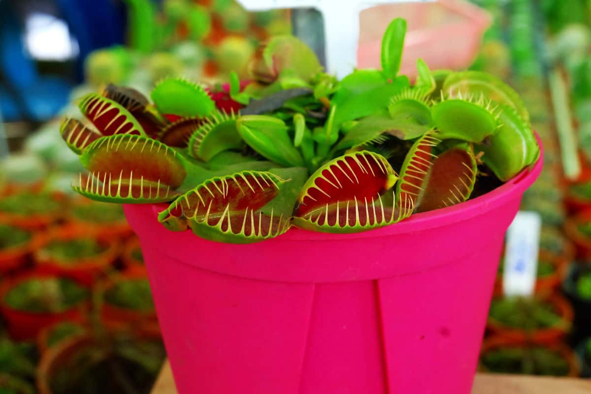 Venus flytrap on a pink pot