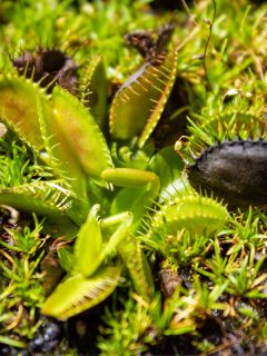 Venus flytrap plant with Sphagnum moss growing around it., How To Harvest Venus Flytrap Seeds [Top Tips For Collection And Propagation]?