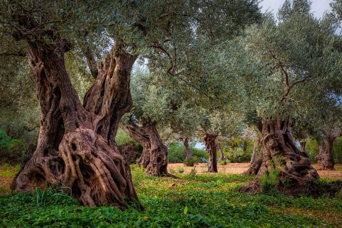 Very old Olive Orchard in Serra de Tramuntana nearby Sa Foradada and Son Marroig of Balearic Islands Majorca