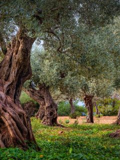 Very old olive orchard in Serra de Tramuntana, Does Olive Tree Have Invasive Roots?