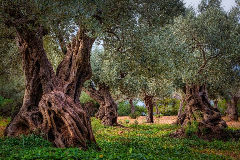 Very old olive orchard in Serra de Tramuntana, Does Olive Tree Have Invasive Roots?