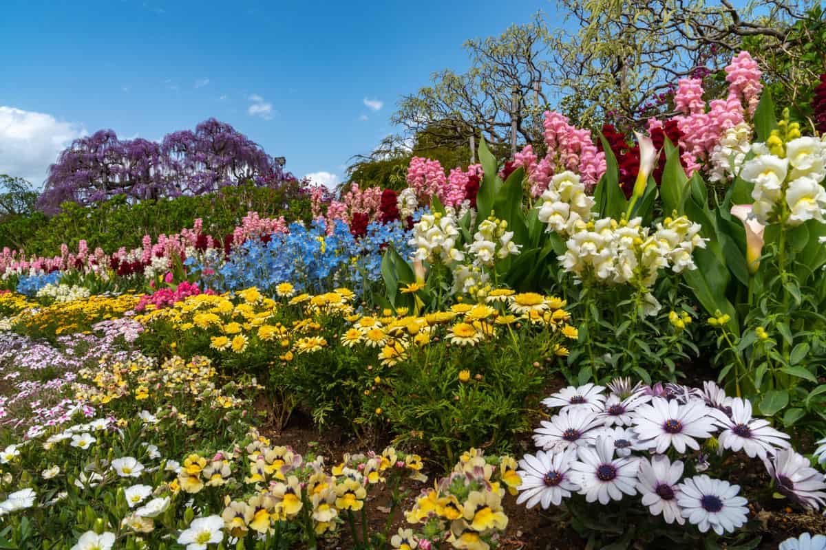 View of full bloom colorful multiple kind of flowers in springtime sunny day
