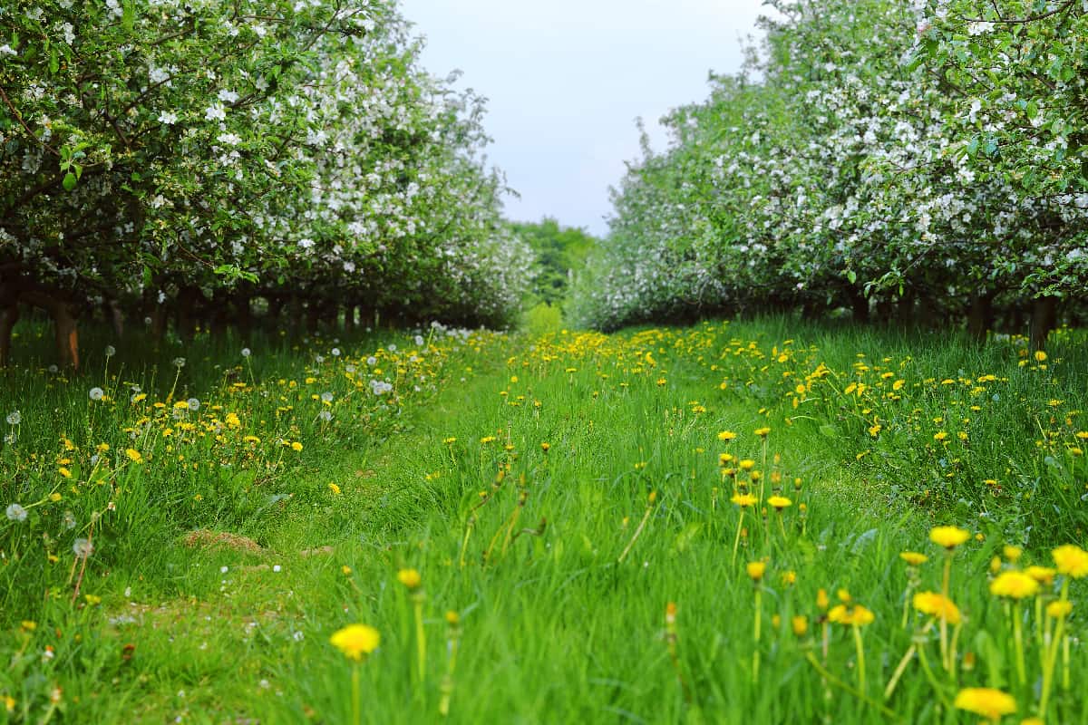 View of young apple orchard with flowers