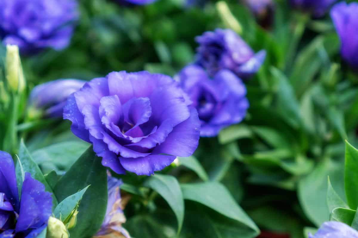 Violet Lisianthus flower in a garden.