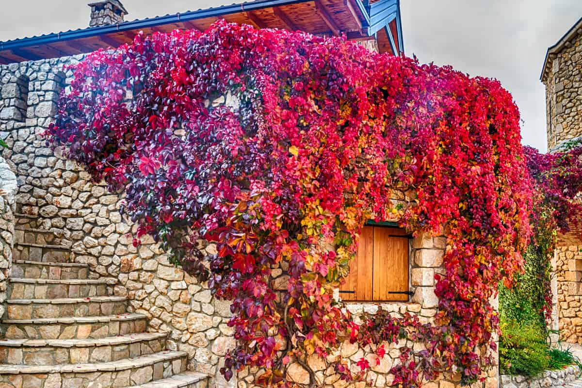 Virginia creeper on stone walls, red and orange leaves around window in autumn