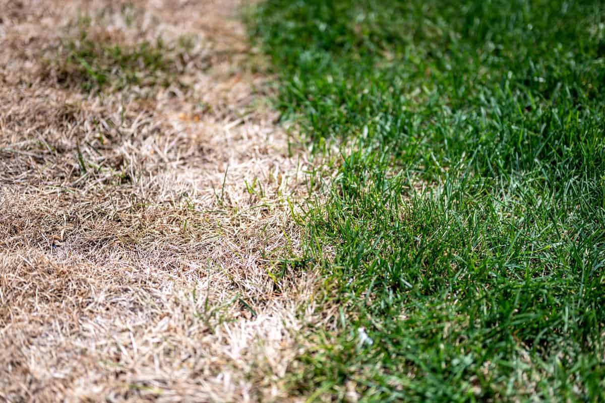 Visible distinction between healthy lawn and chemical burned grass