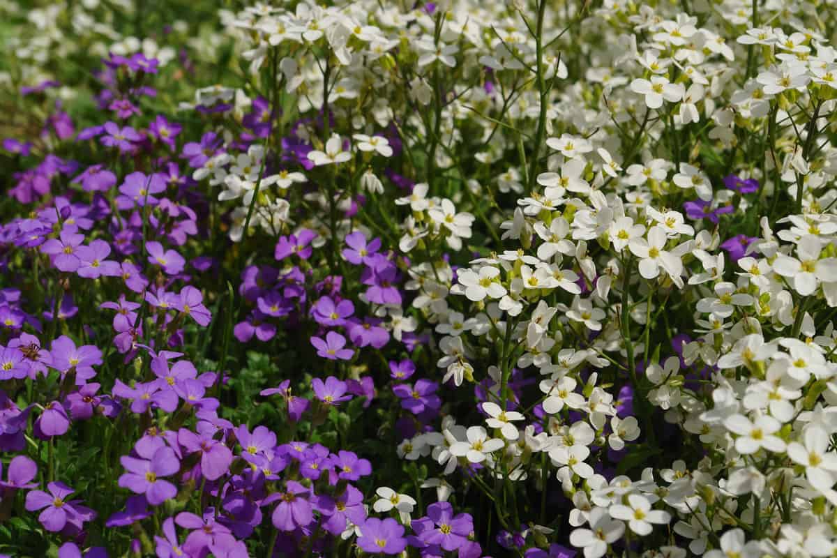 White flowers of Alpine Rockcress (Arabis alpina subsp. caucasica) of the 'Snowfix' variety and purple flowers of False Rockcress (Aubrieta deltoidea) in the garden, close-up, selective focus