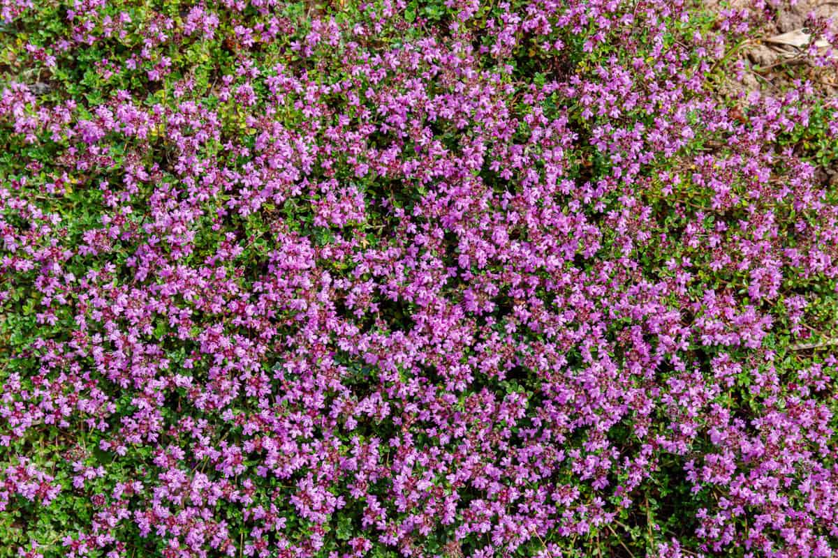 Wild Thymus serpyllum plants in field. Many small pink flowers of creeping elfin thyme in herb garden. Breckland wild thyme purple flowers in summer meadow.