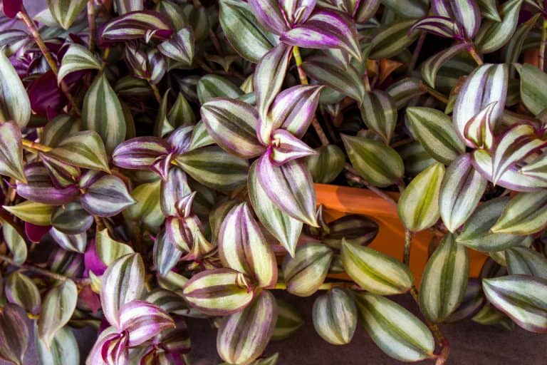 A wandering jew in the pot, Why Is My Wandering Jew Dying [And What To Do]