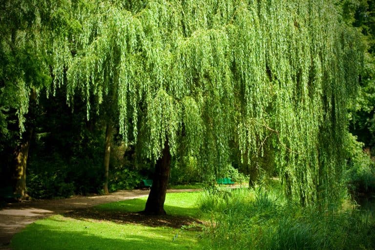 Weeping Willow in the Tiergarten, Berlin, Can You Plant A Weeping Willow In Standing Water?
