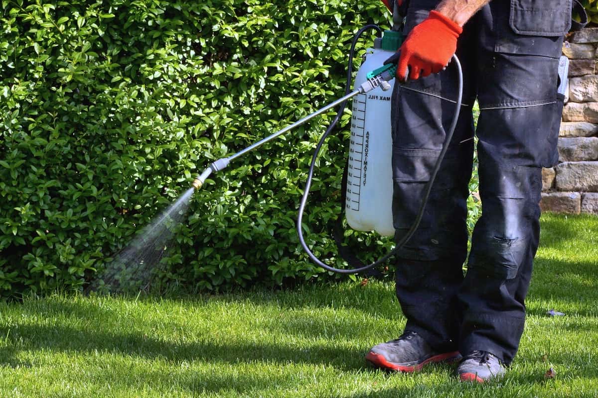 What Does Urea Do To Lawns weedicide spray on the weeds in the garden. spraying pesticide with portable sprayer to eradicate garden weeds in the lawn.