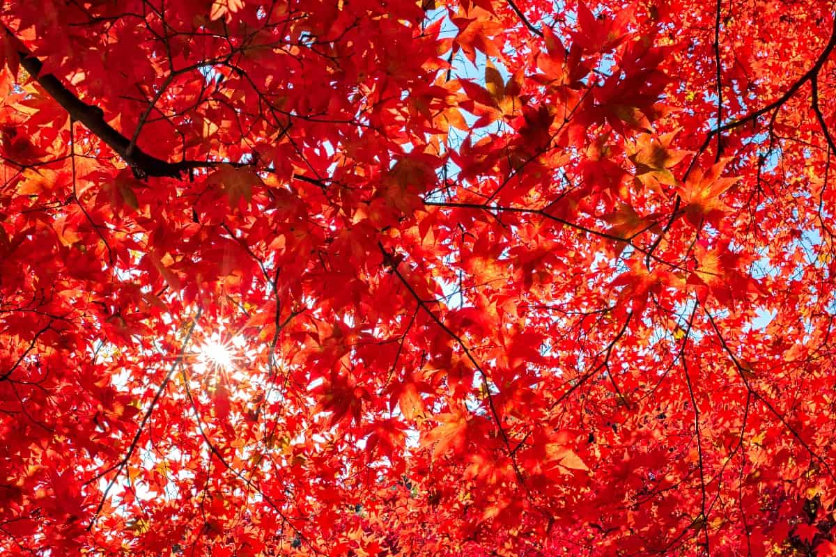 What Kind Of Trees Have Red Leaves - Autumn colorful red maple leaf of Japanese garden from under the maple tree