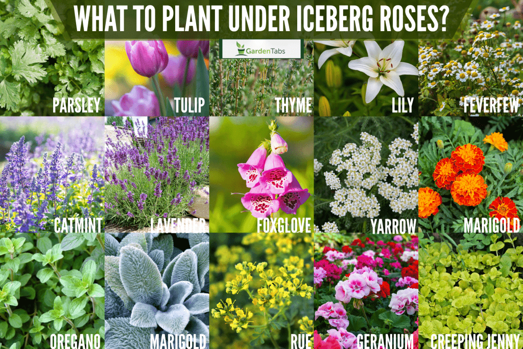 Collaged photo of different kinds of plants and flowers, What To Plant Under Iceberg Roses? [17 Suggestions You Should Try!]
