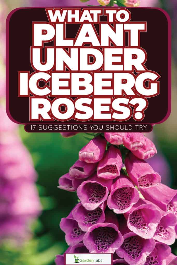Collaged photo of different kinds of plants and flowers, What To Plant Under Iceberg Roses? [17 Suggestions You Should Try!]