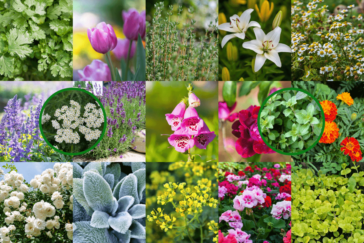 Collaged photo of different kinds of plants and flowers