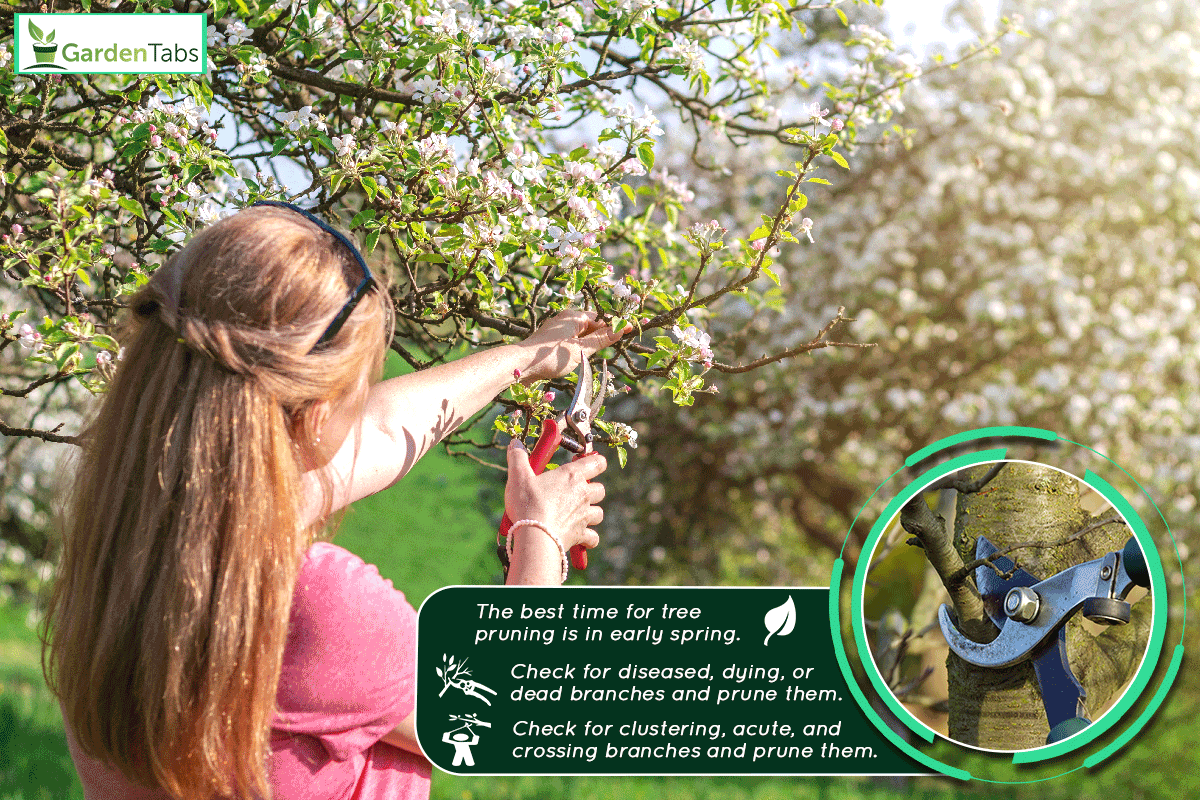 A gardener cutting branch of blooming fruit tree during spring, When And How To Prune Fruit Trees?