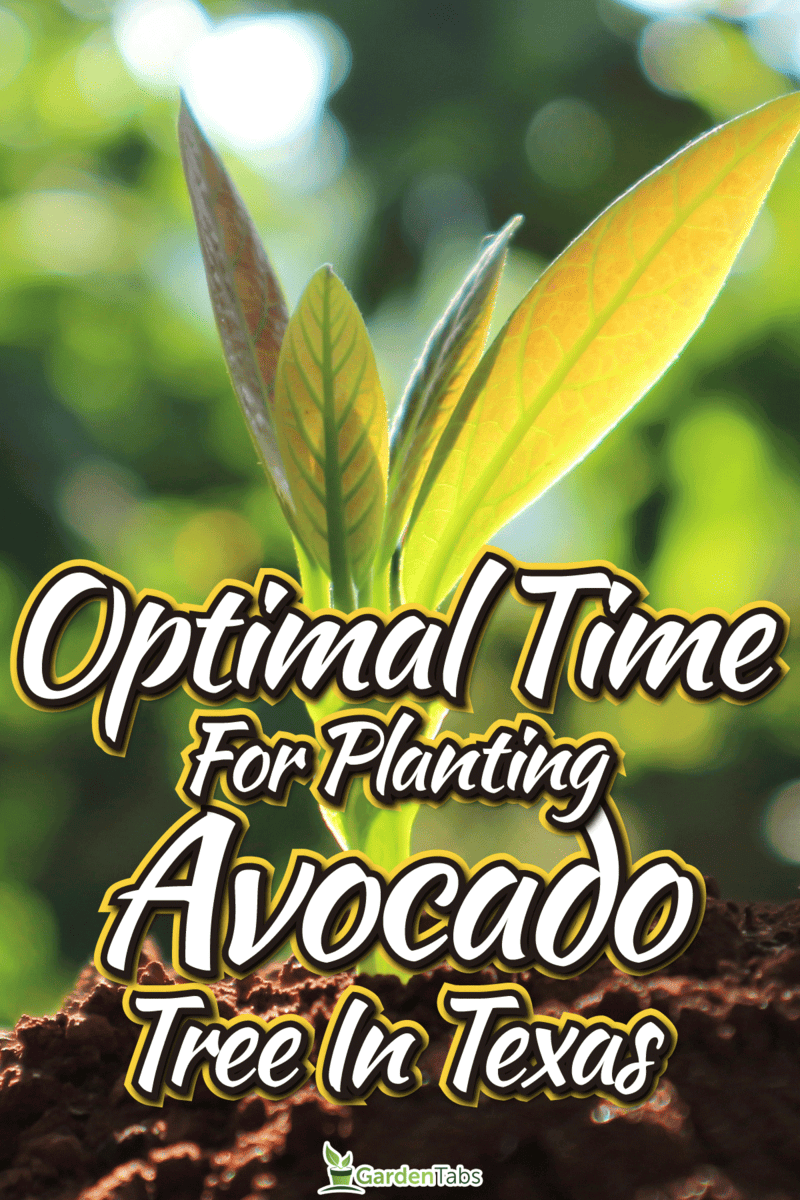 When Is The Best Time To Plant An Avocado Tree In Texas?